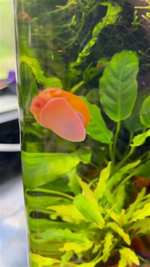 The Fish Farm on Instagram: "Gold Mystery Snails are a beautiful and practical addition to your aquarium! 🐌✨ Admired for their striking looks, these snails also help keep your tank clean by eating algae, detritus and fish waste. To keep them thriving, ensure a warm environment and plenty of calcium to support their shell health. Visit The Fish Farm for Australia’s best range of premium aquarium fish. Healthy fish delivered safe and sound, from our farm to your door, throughout QLD, NSW, ACT, SA