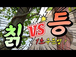 칡덩굴 vs 등나무 1초만에 구분하기/ 숲해설가 숲이야기 김포스