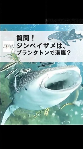 【10ｍ超えのジンベイザメ、実は「コスパ最強説」プランクトンだけで生きられる理由】