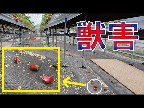 【獣害対策】いちごを食べる動物を撃退する！