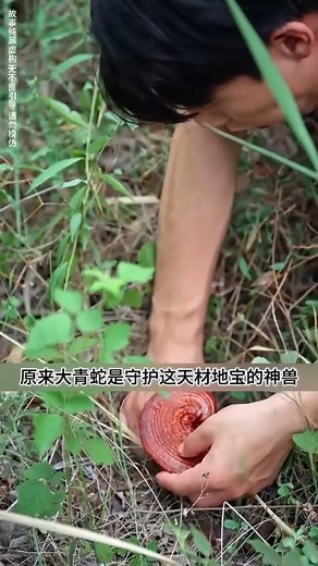 61K views · 2.2K reactions | Lin Nan Red Ganoderma Lucidum Sequel. | EbyDa5_ver | Facebook