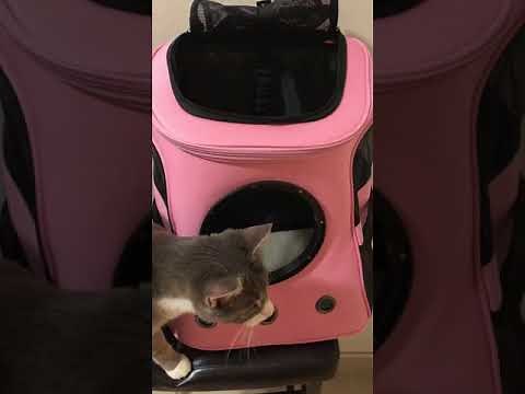 Review - “The Fat Cat” Cat Backpack Bubble Backpack - Fun Cat Carrier