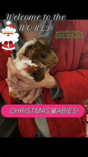 Huxley PiggieRescue on Instagram: "Congrats to Cindy Lou!! She is one of the 3 moms rescued from Barrow and decided her 2 prefect babies, Merry and Chris needed to be here for the holiday!! #huxleyguineapigrescue #cutebabyanimals #guineapigrescue #guineapigchristmas #guineapiglife🐹"