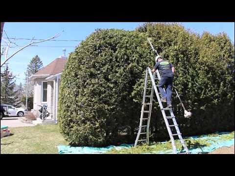 Taille de haie de cèdre