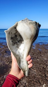 Do you know this feeling? 🙌🏼⬇️ . Okay,I haven't measured yet, but it is definitely in my top 3 biggest whelk finds for sure! . Finding buried shells is so much fun to me. I love searching for these beauties in the Ten Thousand islands 💙 . Do you know this feeling? Let me know in the comments ✨️ . found on tour . Want to see the full video? Click "Subscription" in my bio for full beachcombing videos original audios, exclusive footage, tips and more! . #whelk #buriedtreasure #oceantreasures #be