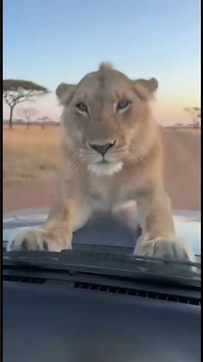 A little zebra crying for help… and someone stepped in 😭🔥 #animals