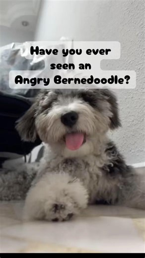 do you think he is angry or cute? 🐾 #bluemerle #bernedoodle #puppy #dog #funny