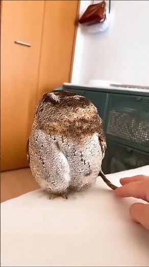 The owl's feathers