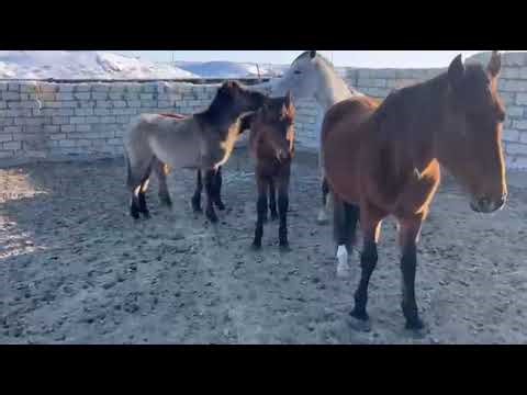 Horses on the Farm | Herd Moving Together in the Corral