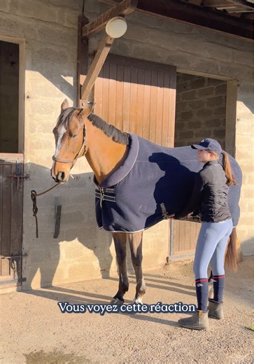 Soulagez l'estomac sensible de votre cheval naturellement