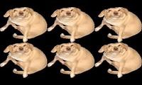 Mix of 6 videos from youtube : ddddddooooooggggggssssss