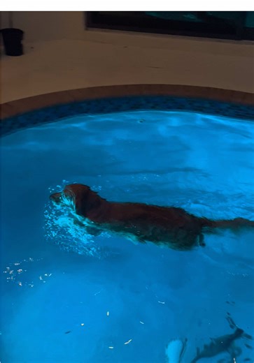 Brady's Pool Laps: Golden Retriever Fun Time