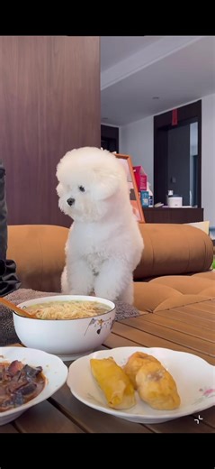 #dog #chinese #Chinesefood