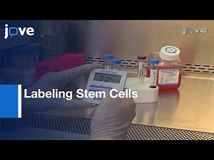 Labeling Stem Cells With Ferumoxytol, FDA-Approved Iron Oxide Nanoparticle l Protocol Preview