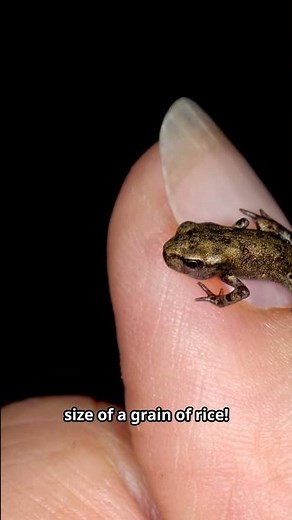 Meet The World's Tiniest Amphibian!🐸✨