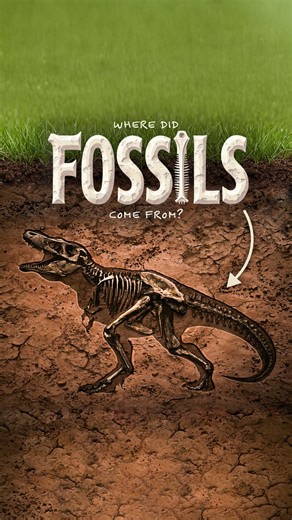 183K views · 4.8K reactions | The Bible explains the fossil record clearly and truthfully. | Creation Museum | Facebook