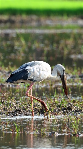 Asian openbill stork | 𝐍𝐚𝐭𝐮𝐫𝐞 𝐏𝐡𝐨𝐭𝐨𝐬 𝐁𝐨𝐨𝐤