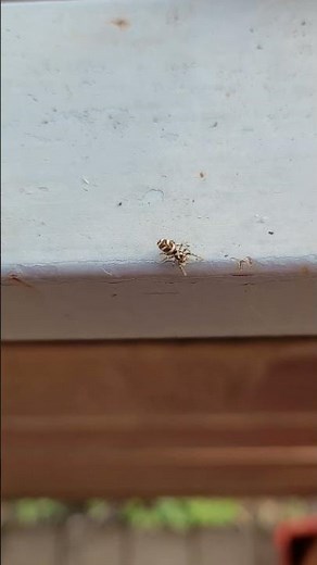 Klein, blitzschnell und erstaunlich neugierig Zebraspringspinne ist ein Meisterwerk der Natur. 🤍🖤