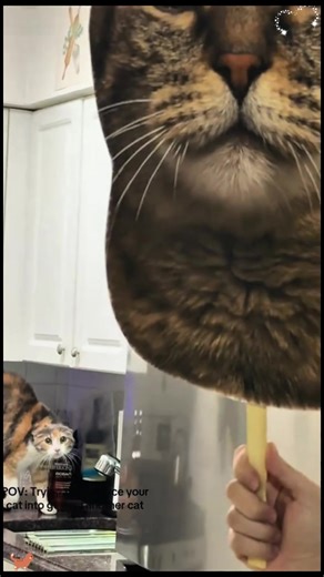 How to Scare Your Cat with a Mask