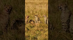Cheetah Family Feasts In An Unlikely Safari Moment
