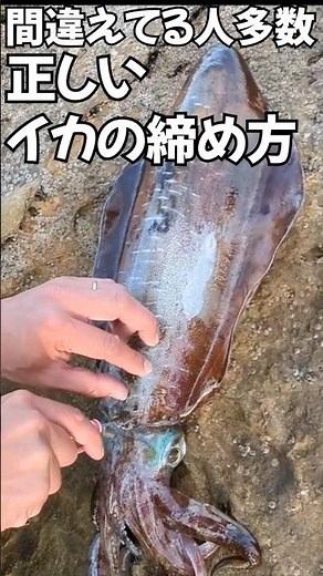 イカの締め方！かなりの人が間違えてるよ！ #イカの締め方 #エギング #アオリイカ