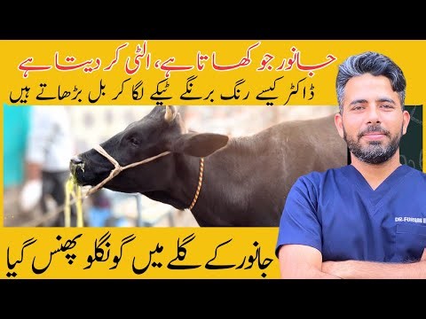 Choke | esophagitis in cow | vomiting in cow | Dr Furqan Basheer