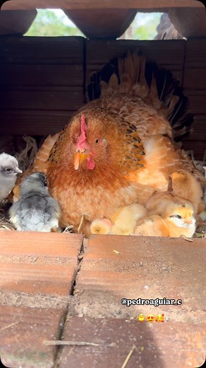 Pedro Aguiar on Instagram: "Ninhada de pintinhos,um mais fofo que o outro 🐥😍🥰 . . . . . #explorar #explore #reelsnovo #vidanaroca #vidanomato #vidaqueamo #interior #galinha #pintinhos #ninhada #insta #instalike #viral #fyp #fy"