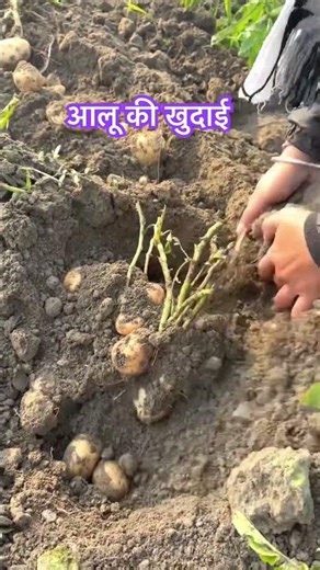 Potato digging #agriculture