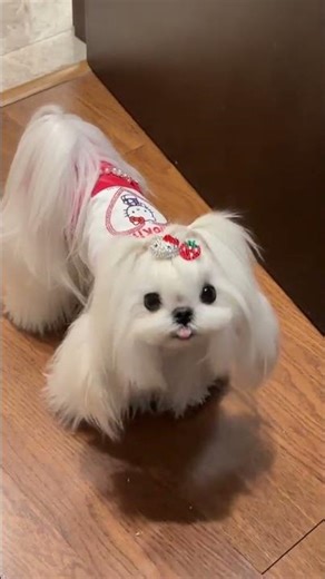 Adorable Maltese: Little Manonuo's Sweet Daily Adventures