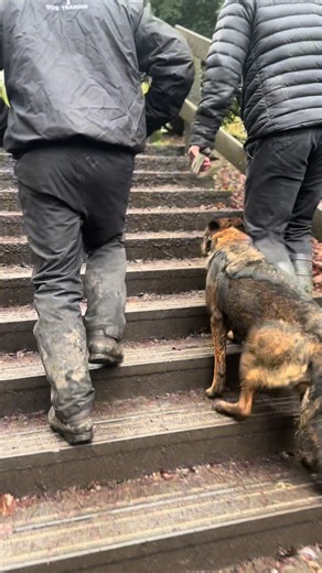 Effective Residential Training for Protection Dogs