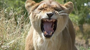 86 reactions | Take a walk on the wild side this bank holiday weekend at Yorkshire Wildlife Park Explore the great outdoors and encounter incredible wildlife from around the world, including Englands only Polar Bears!‍❄️ Book your tickets today at www.yorkshirewildlifepark.com | Yorkshire Wildlife Park | Facebook