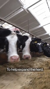 41K views · 251 reactions | The US beef herd is the smallest it's been in more than six decades. Now dairy farmers are cross-breeding milking cows with beef bulls to produce hybrid calves. Ilena Peng explains. https://trib.al/TqTX8EB | Bloomberg | Facebook