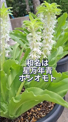 パイナップルリリー、今年も綺麗に咲いています！ ＃パイナップルリリー ＃ユーコミス ＃球根 ＃美しい