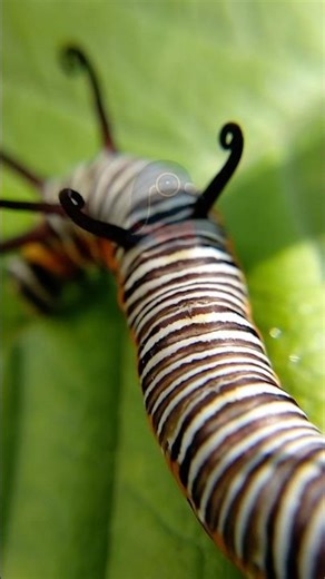 The weirdest way to taste food #shorts