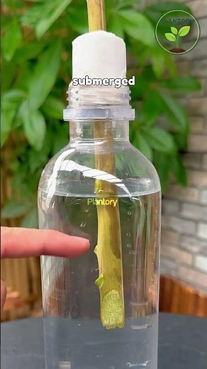 Money Tree Propagation in Water vs Leaves #PlantPropagation #MoneyTree #GardeningTips