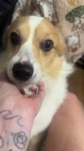 Link, otherwise known as: Stinky Linky Mr Link Mr Stinky Dinky Link Stinkdink Stinky boiiiii Fluffbutt Fuzzynubs #dog #corgi #dogsoftiktok #pet #petsoftiktok