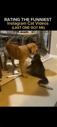 Cat are awesome 😎 #cat #catfunny #funny #catvideos