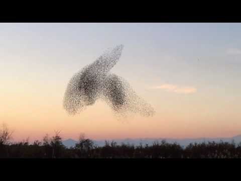 Flock of Birds Create Beautiful Shapes in Sky