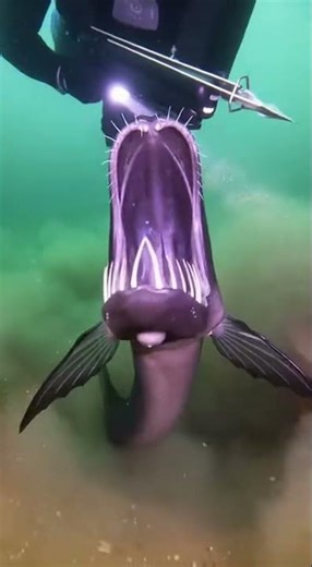 Diver Encounters a Mysterious Winged Fish Beneath the Water #fishing#fish #fishshorts