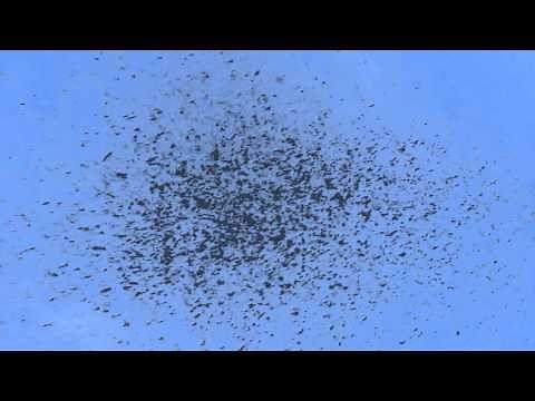 Swarming Mayfly Insect Bugs