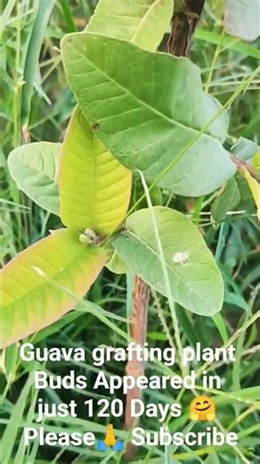 Guava Grafting Plant with Buds in Just 120 Days|अमरूद कलम में कलियाँ केवल 120 दिन में | Farming Tips
