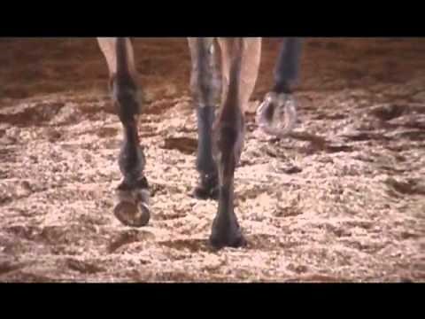 French traditional horsemanship