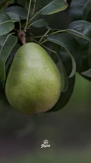 47K views · 20 reactions | What makes pears so healthy? Let's take a...