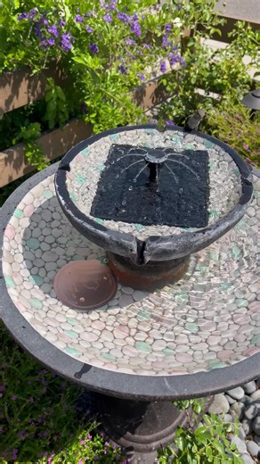 Watch Hummingbird approved on Amazon Live