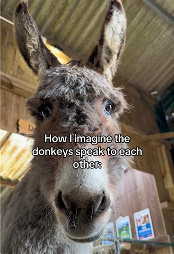 Donkey!🫏 #shrek #donkey #farmtok #godstonefarm