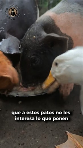 What do ducks really eat? 🦆 #shorts #viralvideo #viralshorts