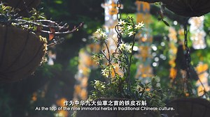 176K views · 1.5K reactions | 【Dendrobium Turning Liulangcheng Natural Village More Prosperous and Beautiful】Deep in the mountains of Guangnan, Yunnan, there is a green wealth code hidden in a natural village named Liulangcheng. As the top of the nine immortal herbs in traditional Chinese culture, Dendrobium officinale is rewriting the life trajectory of local villagers at a rate of an annual income increase of 20,000 RMB per household on average. | One Day In Beijing | Facebook