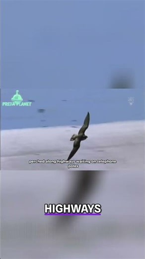 Red-Tailed Hawk: The Ultimate Predator's Deadly Control