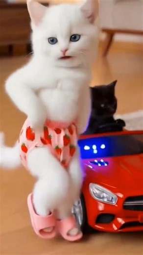Cutest Pets Dancing Ever! 🐶🐱#shorts #petdance #dog #cat