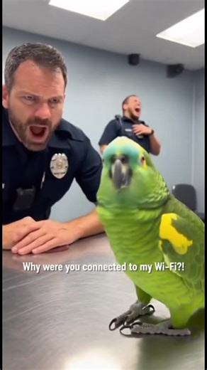Parrot & Cops - Snitched by the Wi-Fi #parrot #police #shorts #cops